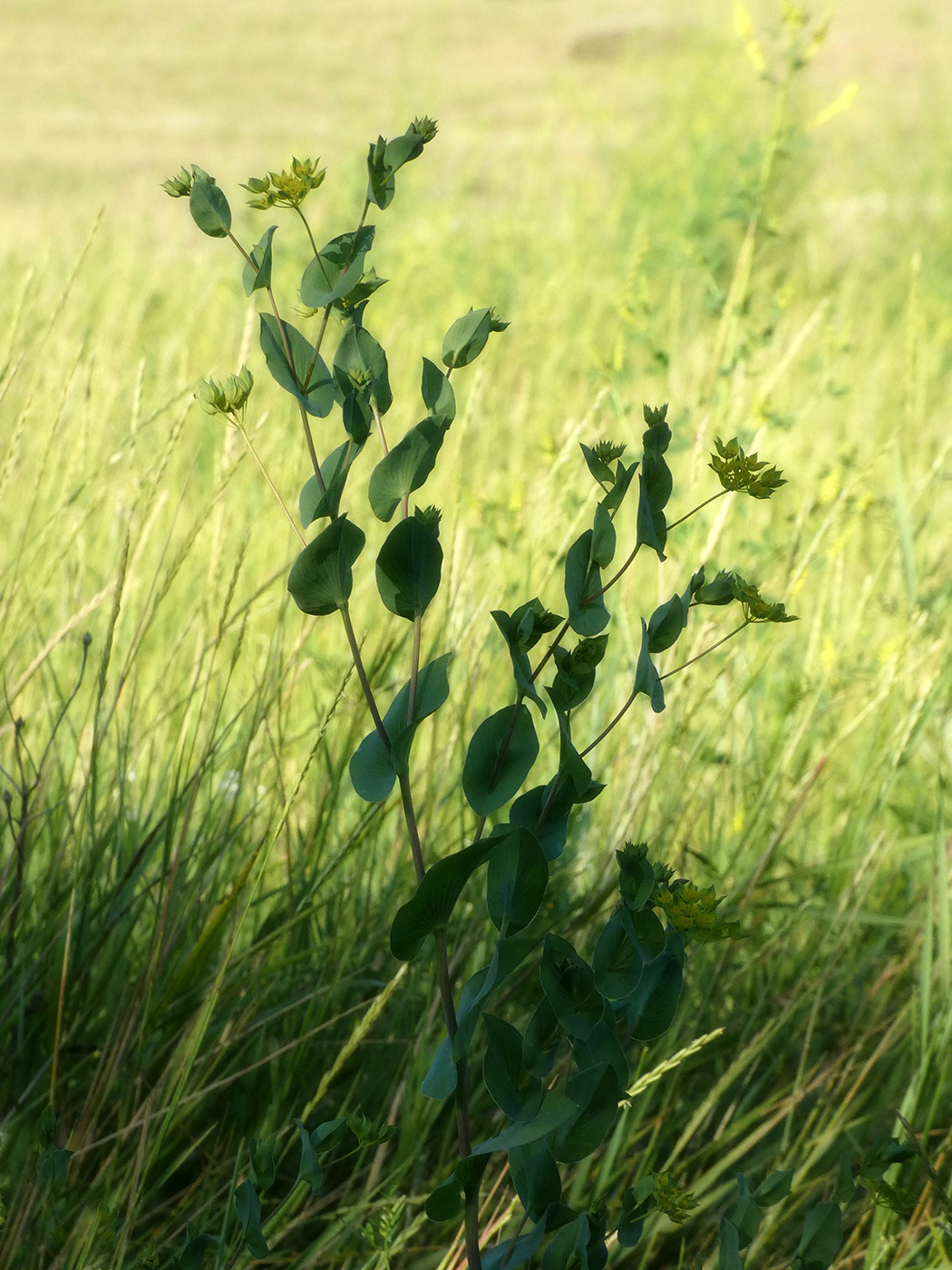 Изображение особи Bupleurum rotundifolium.