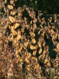 Image of taxon representative. Author is Раду Кибзий