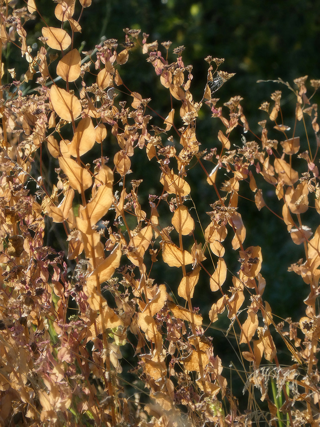 Image of Bupleurum rotundifolium specimen.