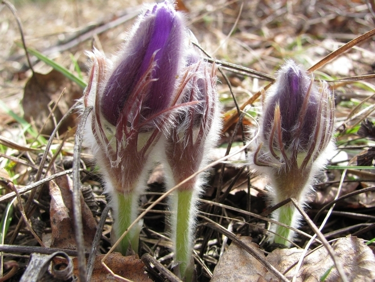 Изображение особи Pulsatilla patens.