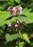 Lamium maculatum