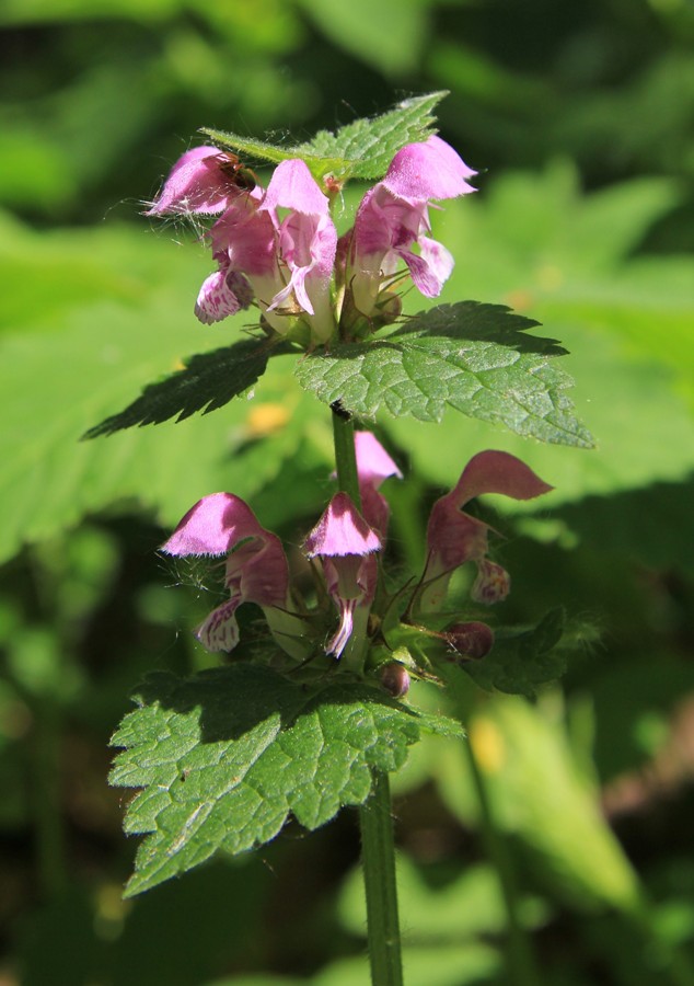 Изображение особи Lamium maculatum.