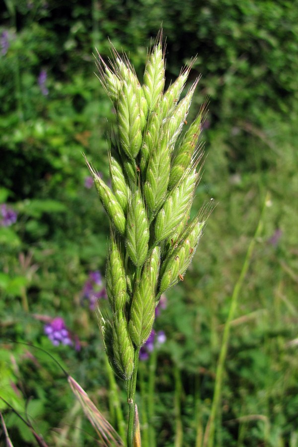 Image of Bromus hordeaceus specimen.