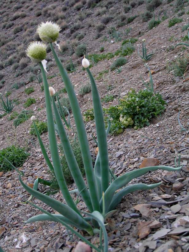 Изображение особи Allium altaicum.