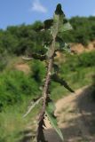 genus Taraxacum. Лист. ЮВ Крым, гора Эчки-Даг. 10 июня 2011 г.