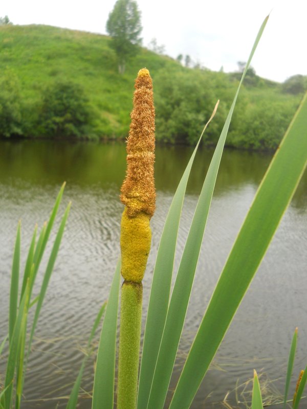 Изображение особи Typha latifolia.