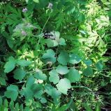 Thalictrum contortum