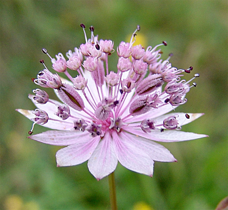 Image of Astrantia trifida specimen.