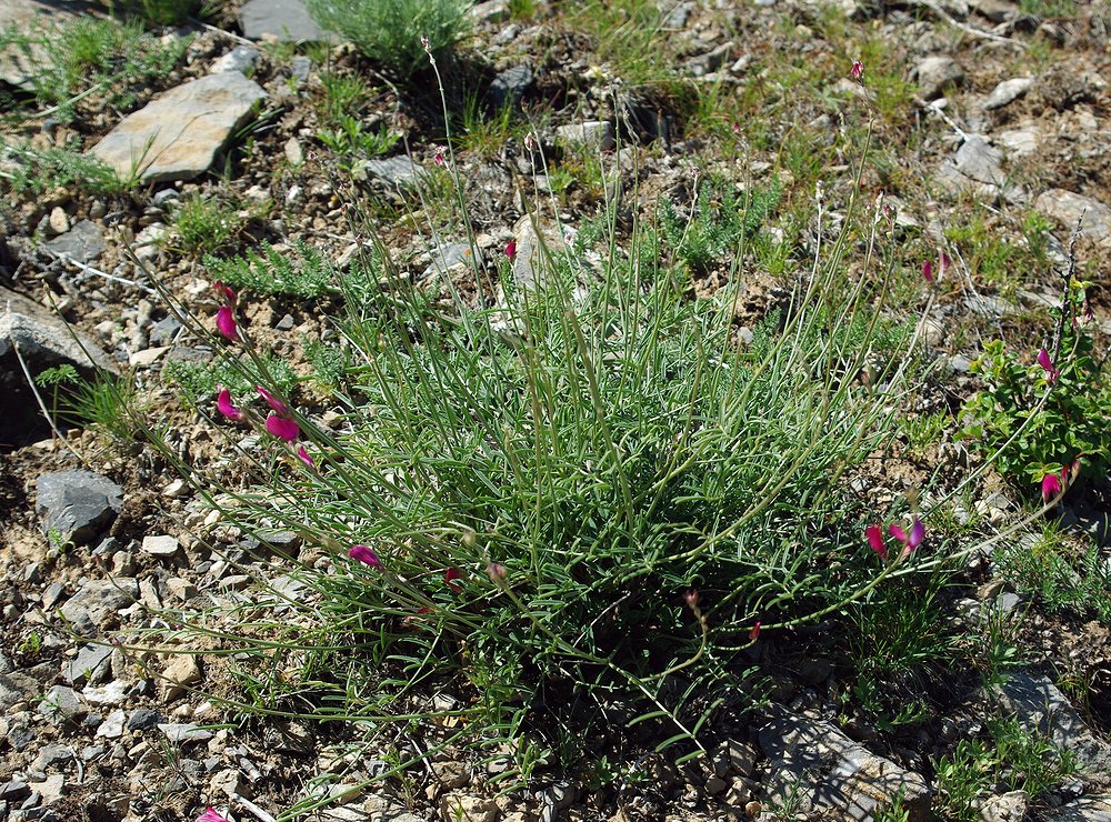 Image of Onobrychis amoena specimen.