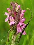 Dactylorhiza incarnata variety reichenbachii. Соцветие. Башкирия, Ишимбайский р-н, село Ишеево, заливной луг. 28.05.2008.