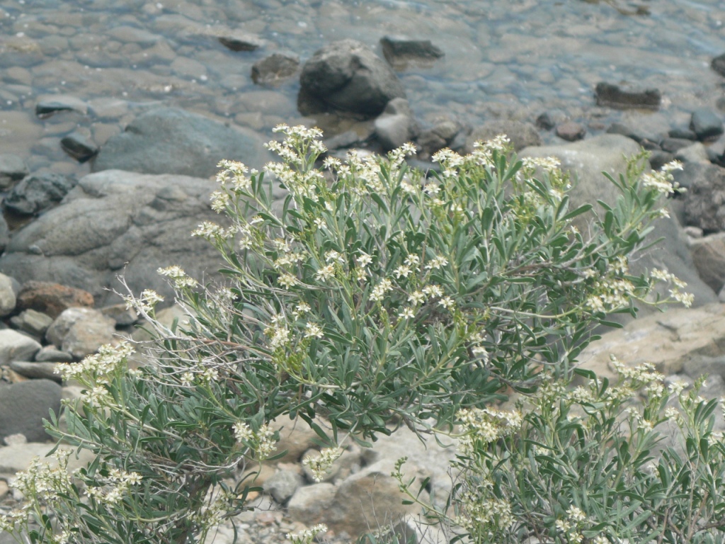 Image of Nitraria schoberi specimen.