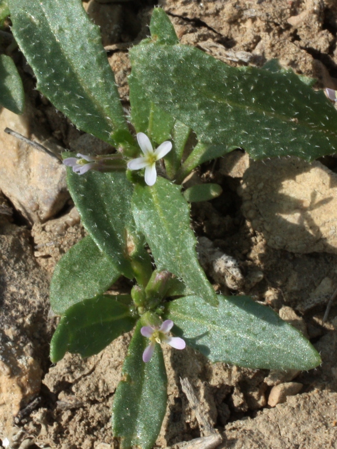 Image of Strigosella stenopetala specimen.