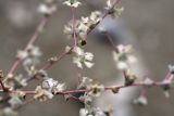 Salsola sclerantha. Веточки с плодами. Узбекистан, Бухарская обл., окр. озера Денгизкуль. 28.10.2011.