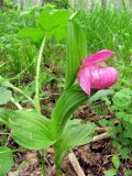 Cypripedium macranthos