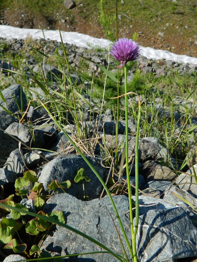 Изображение особи Allium schoenoprasum.