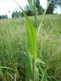 Sonchus palustris. Часть стебля с листовыми пластинками. Курская обл., Железногорский р-н, пойма р. Погарщина за 13 мкр. 11 июля 2007 г.