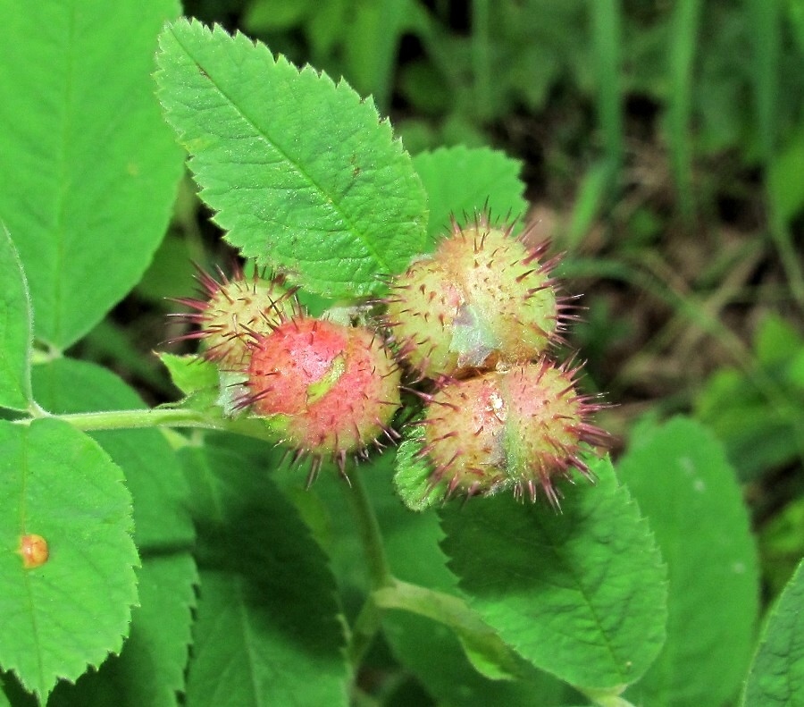 Image of Rosa cinnamomea specimen.