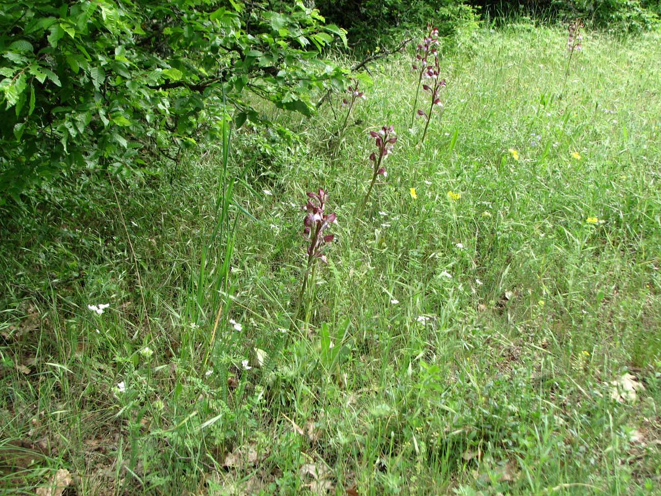 Image of Himantoglossum comperianum specimen.