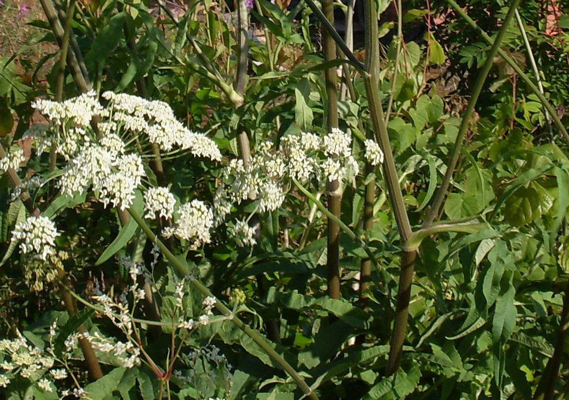 Image of genus Heracleum specimen.