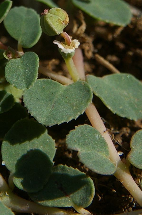 Image of Euphorbia chamaesyce specimen.
