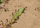 Crucianella maritima