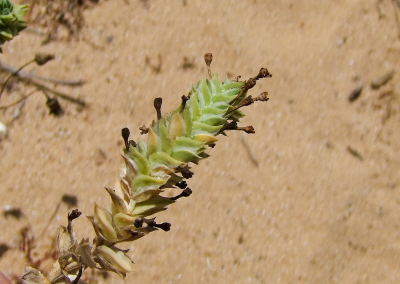 Image of Crucianella maritima specimen.