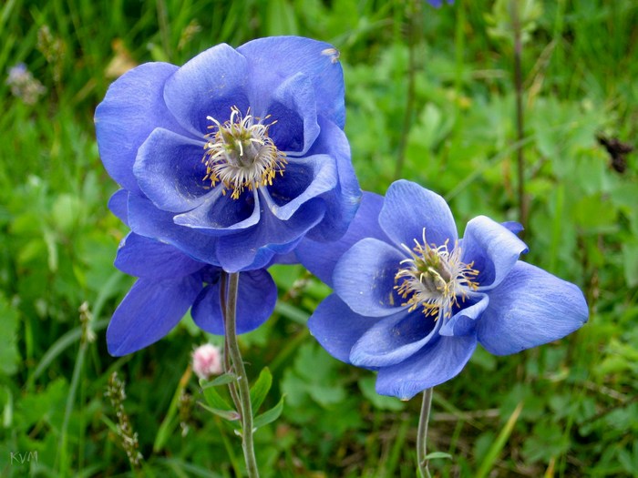 Изображение особи Aquilegia glandulosa.