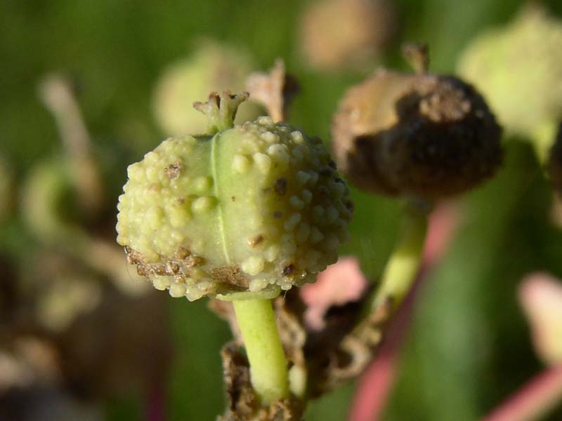 Image of Euphorbia palustris specimen.