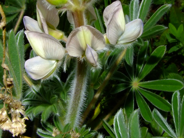 Изображение особи Lupinus palaestinus.