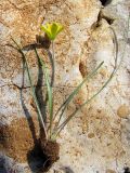 Gagea bohemica. Выкопанное растение. Южный Берег Крыма, гора Куш-Кая. 13 апреля 2012 г.