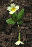 Primula vulgaris. Цветущее растение. Крым, гора Северная Демерджи, западный склон, дубовый лес. 20 апреля 2012 г.