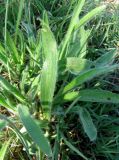 Plantago dubia. Листья. Зап. Крым, г. Саки, пустырь у детского оздоровительного лагеря \"Прибрежный\". 24.08.2011.