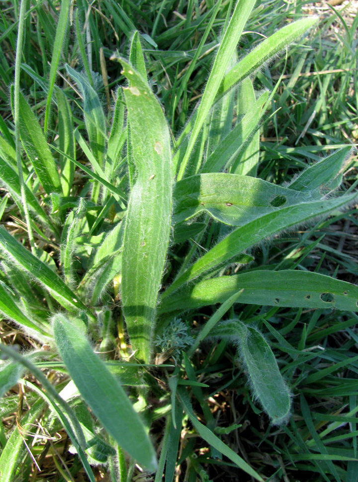 Изображение особи Plantago dubia.