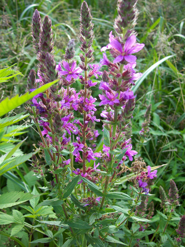 Image of Lythrum salicaria specimen.