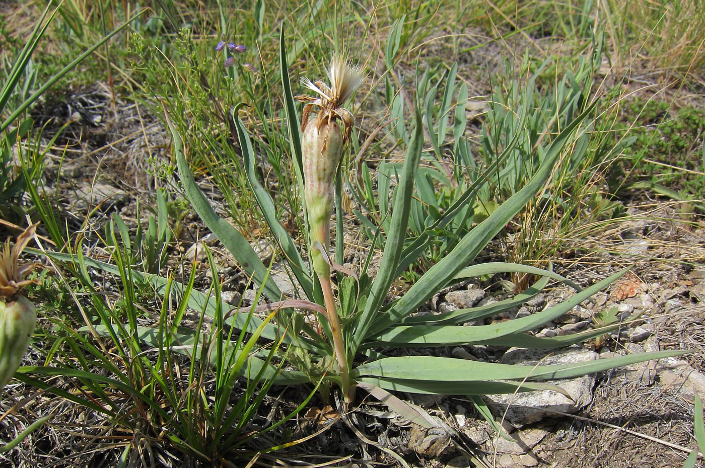 Image of Scorzonera austriaca specimen.