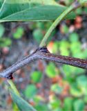 Cercis siliquastrum. Почки, черешок листа. Зап. Крым, г. Саки, территория детского оздоровительного лагеря \"Прибрежный\". 30.08.2011.