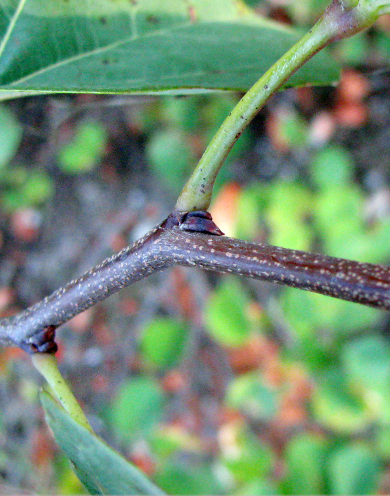 Изображение особи Cercis siliquastrum.