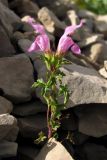 Lamium glaberrimum