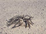Image of taxon representative. Author is Борис Снег