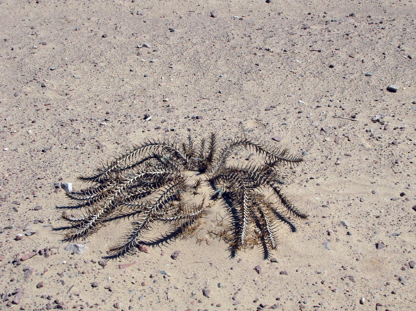 Image of Blepharis attenuata specimen.
