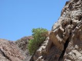 Capparis cartilaginea. Растение на скалистом выступе. Израиль, Эйлатские горы. 07.06.2012.