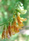 Vicia crocea