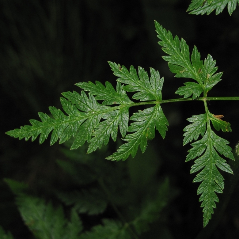 Изображение особи Anthriscus sylvestris.