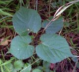 Tilia cordata