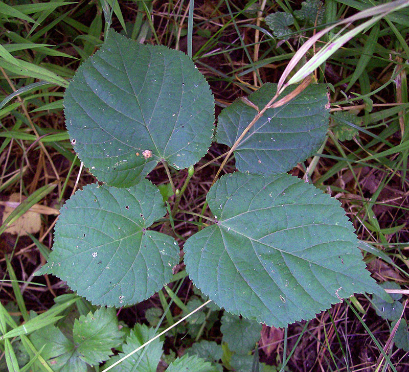 Изображение особи Tilia cordata.