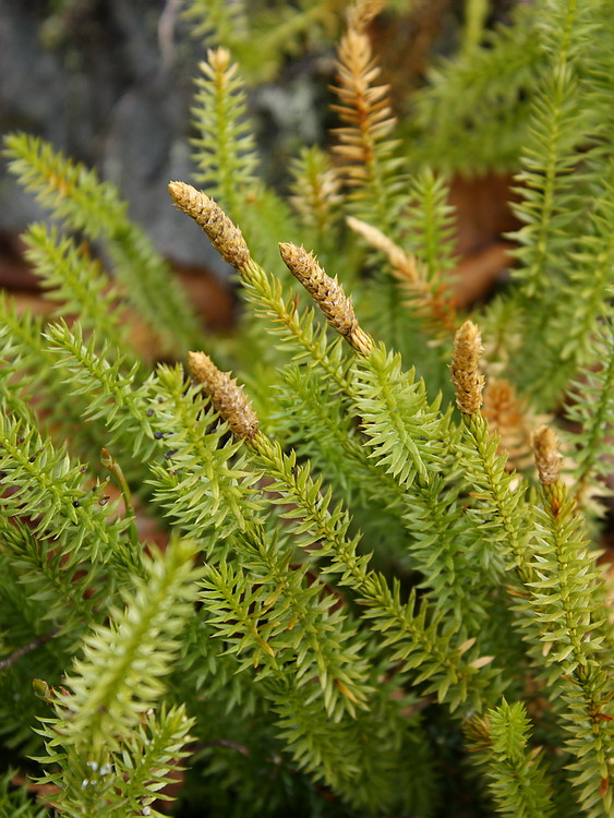 Изображение особи Lycopodium annotinum.