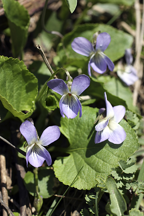 Image of Viola suavis specimen.