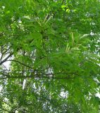 Castanea sativa. Верхняя часть кроны цветущего дерева. Беларусь, г. Брест, мемориальный комплекс «Брестская крепость-герой». 30.06.2012.