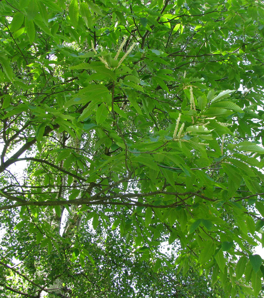 Image of Castanea sativa specimen.