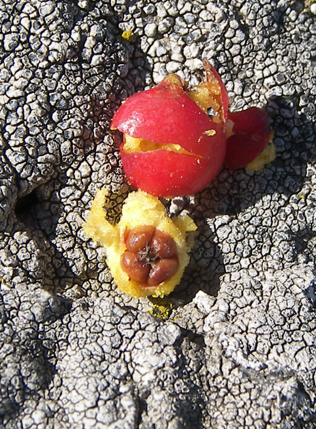 Image of Cotoneaster nefedovii specimen.